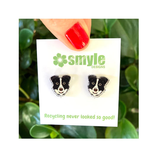 Border Collie Studs