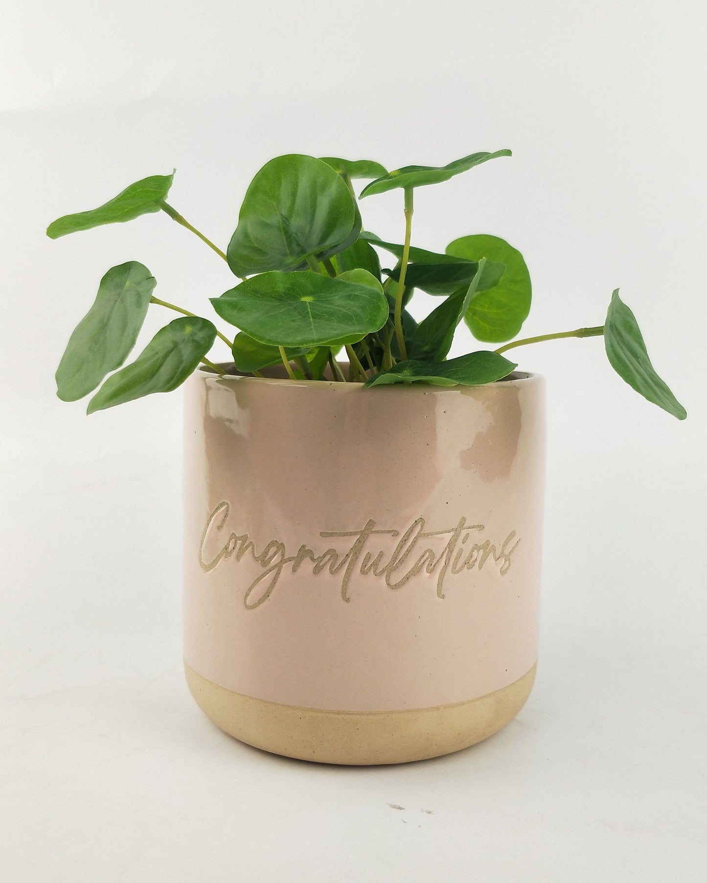 Planter Congratulations