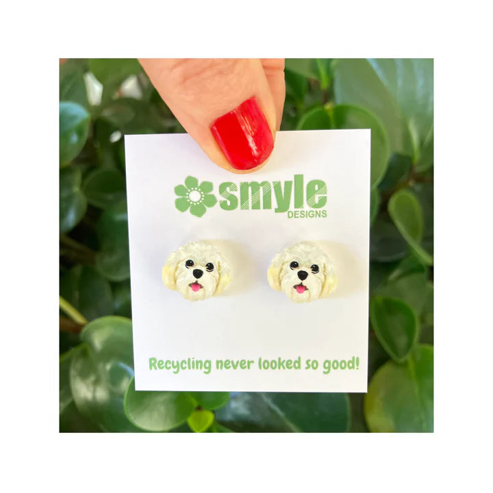 Maltese Poodle Studs