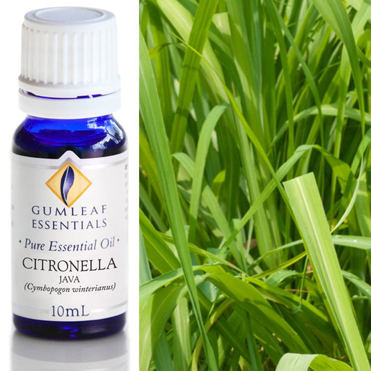 Essential Oil - Citronella