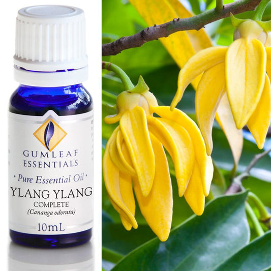 Essential Oil - Ylang Ylang