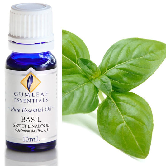 Essential Oil - Basil