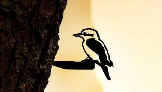 Baby Bird Kookaburra