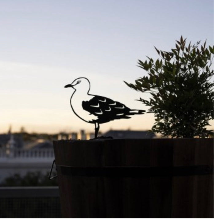 Silvergull Regular