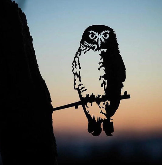 Southern Boobook Owl Regular