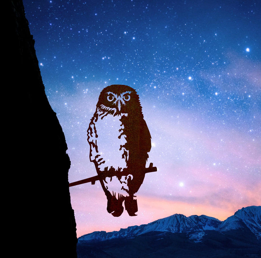 Southern Boobook Owl Regular