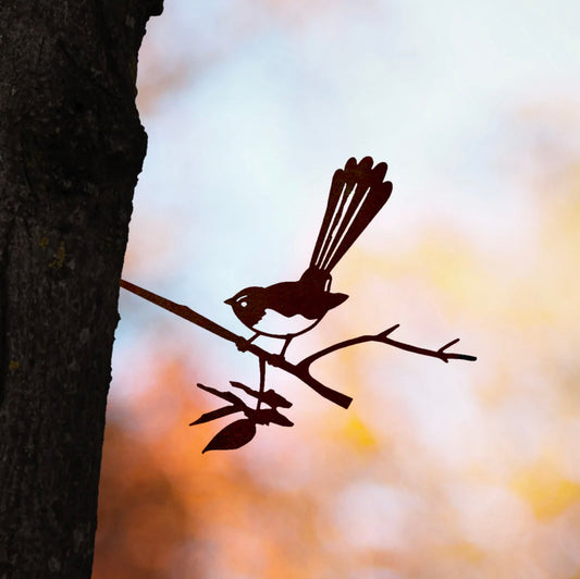 Willie Wagtail Regular