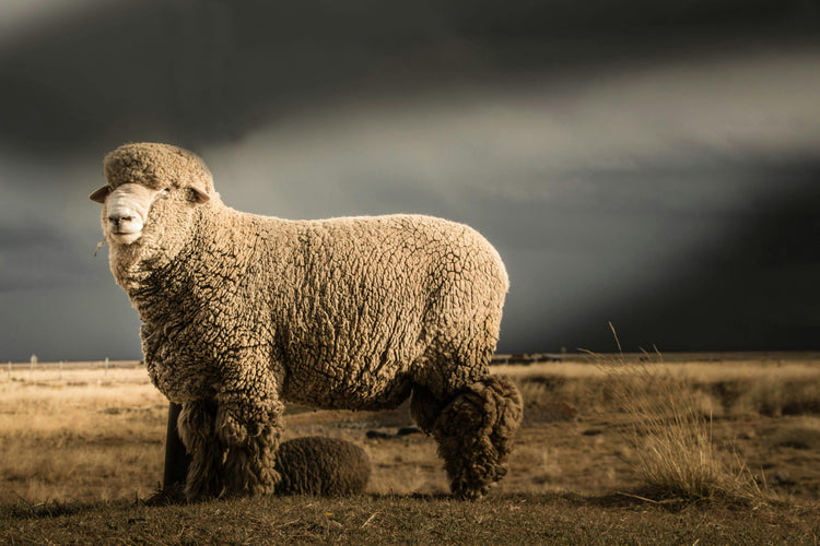 Merino