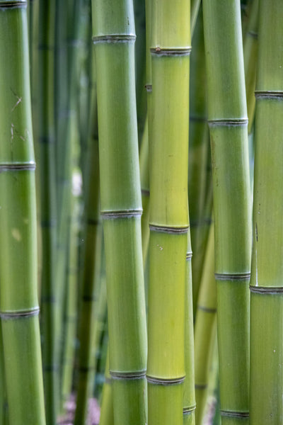 Bamboo