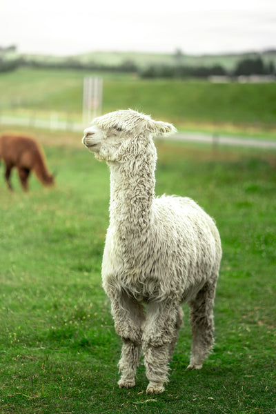 Alpaca