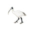 Australian Ibis Pin