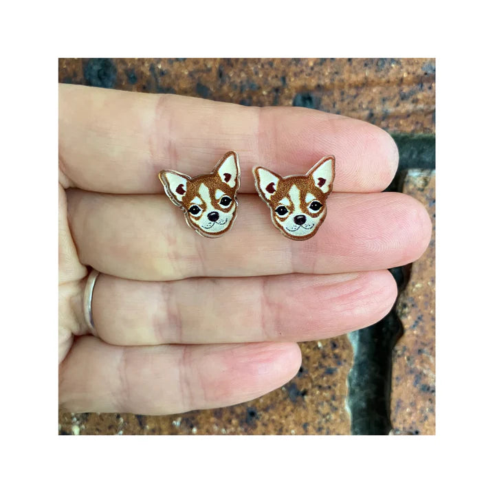 Chihuahua Studs