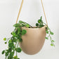 Friday Hanging Planter Latte