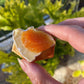Blood Orange Paste