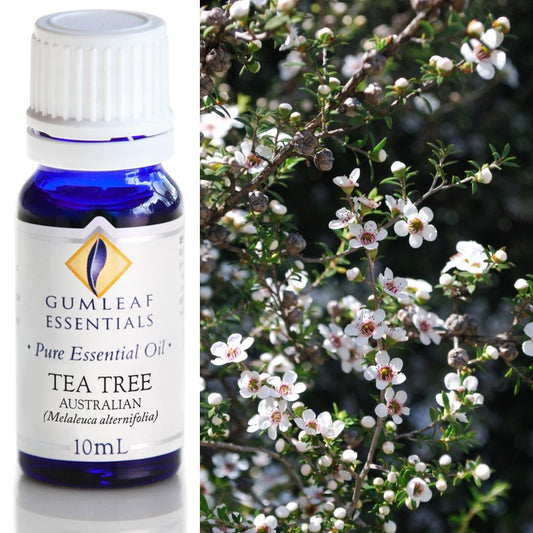 Essential Oil - Tea Tree Australian