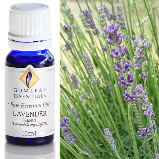 Essential Oil - Lavender French