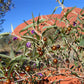 Akatjurra Bush Tomato Ground 100g