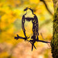 Osprey Regular