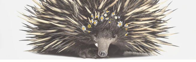 Baby Echidna Daisy Crown Print A4