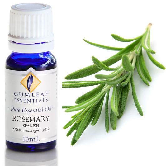 Essential Oil - Rosemary