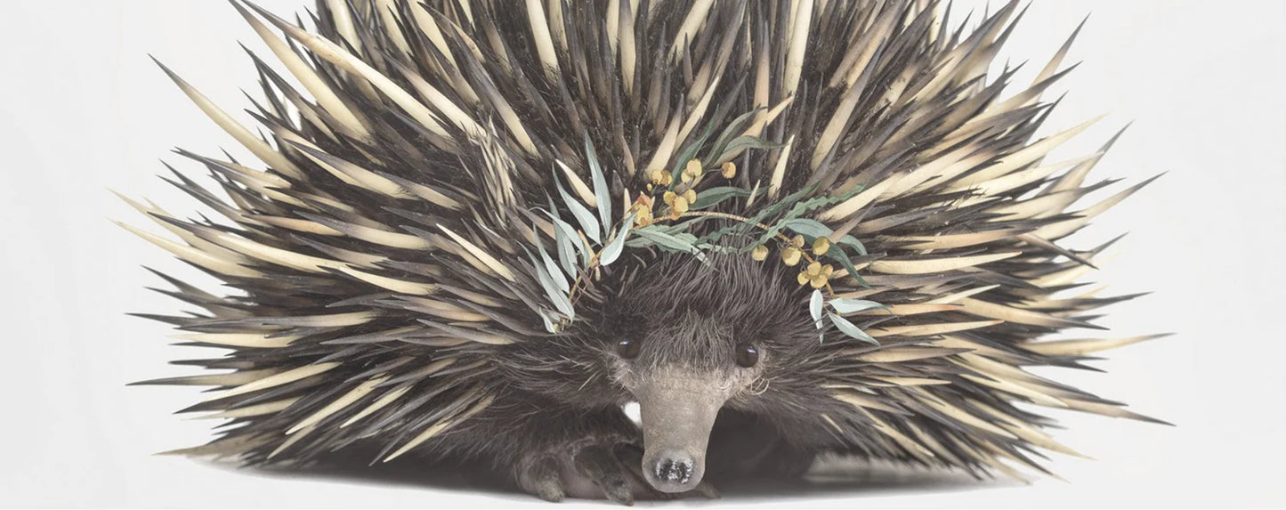 Baby Echidna Eucalyptus Print A4