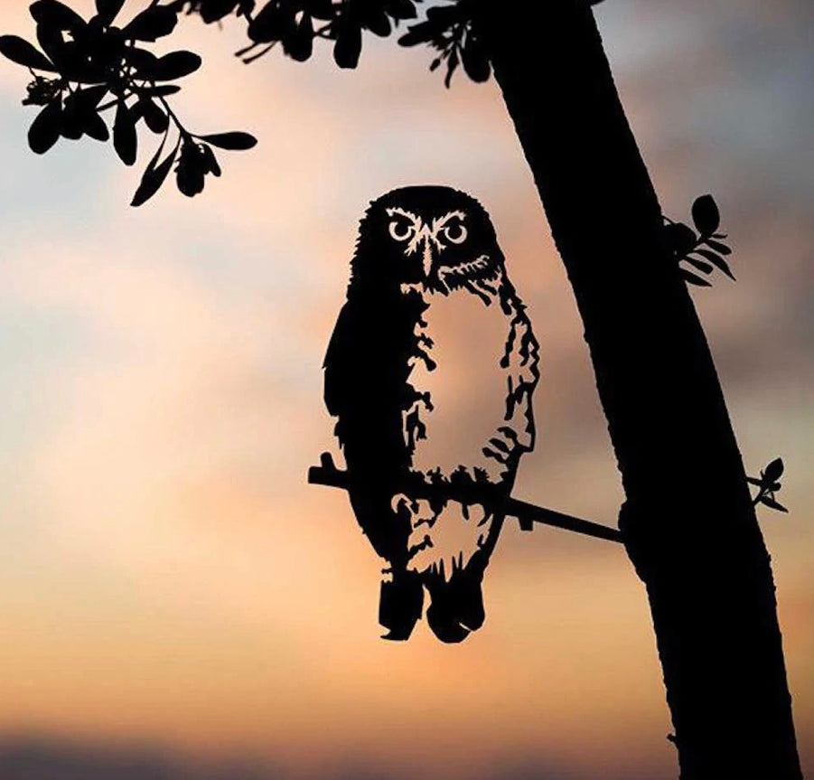 Southern Boobook Owl Regular