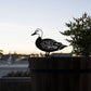 Wood Duck Regular